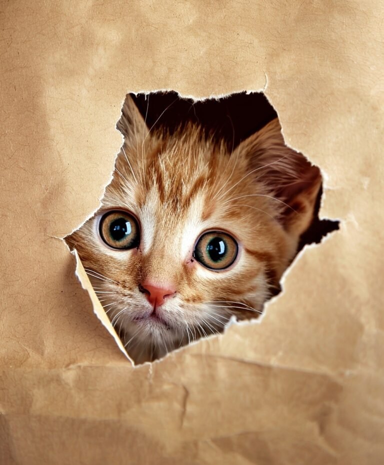 A curious orange tabby kitten peeks through a hole in brown paper