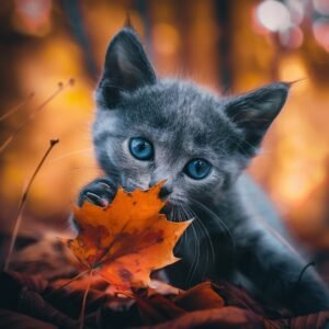 A gray kitten with blue eyes playing with a fall leaf in autumn foliage