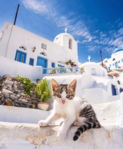 A tabby and white kitten sits in front of a greek church