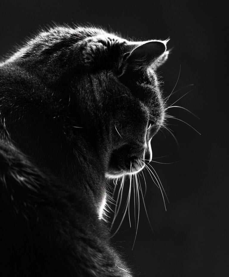 Dramatic black and white photo of a gray cat, possibly a british shorthair