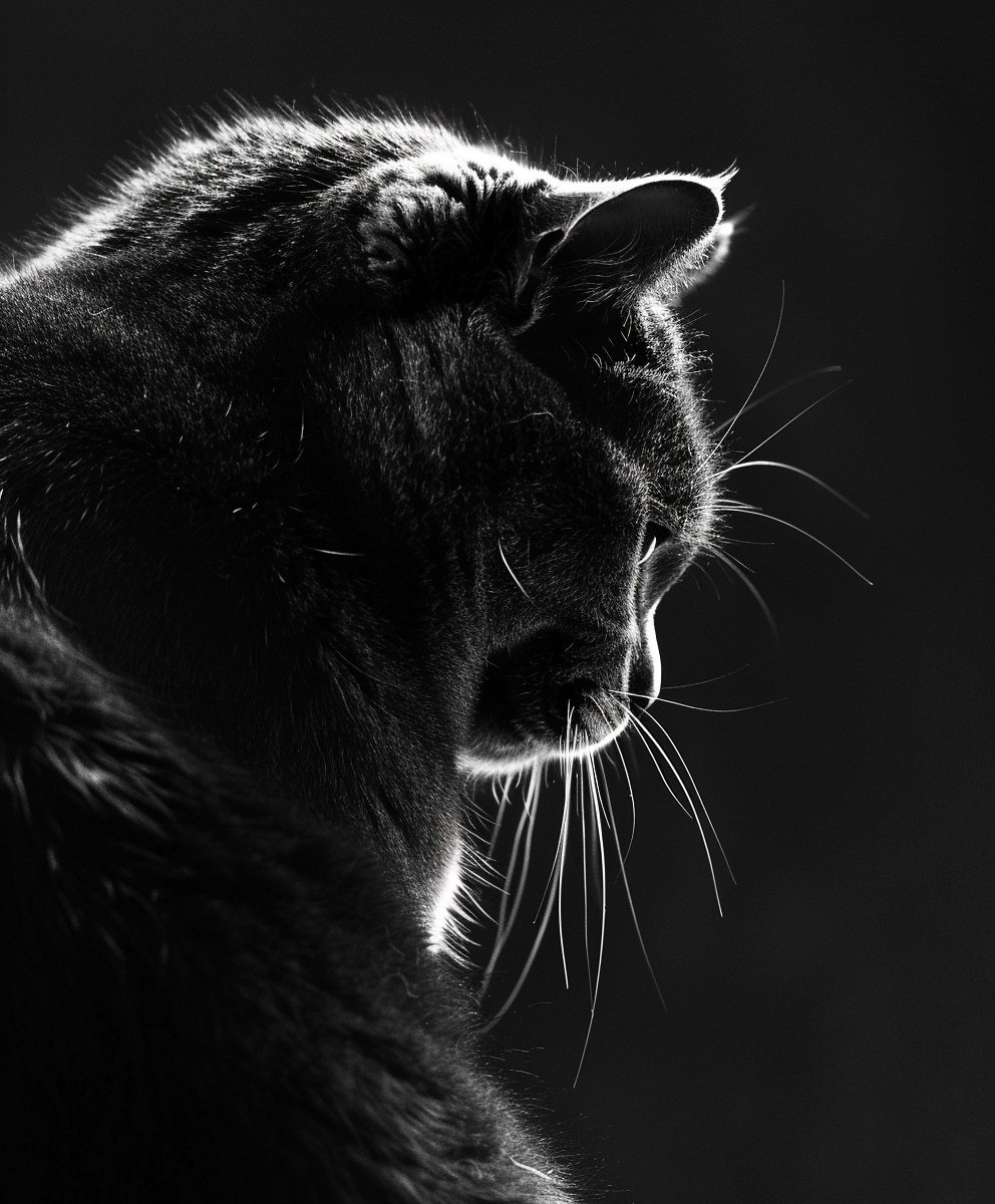 Dramatic black and white photo of a gray cat, possibly a british shorthair