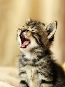 Close-up of a yawning tabby kitten, showing teeth and open mouth