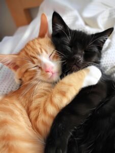 Two kittens, one orange and one black, cuddling and sleeping peacefully