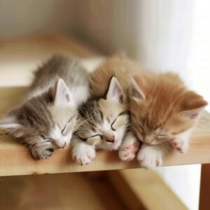 Three sleeping kittens, possibly persian or similar breed, snuggled together on wood