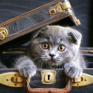 Gray Scottish Fold kitten peeking out of an antique suitcase