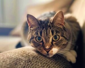 Close-up of a tabby cat with green eyes, resting on a couch
