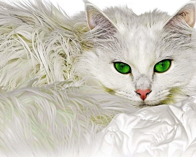 Close-up of a white cat with bright green eyes and pink nose