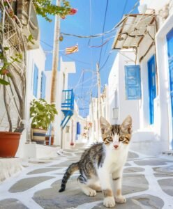 A kitten sits on a cobblestone street in a Greek village