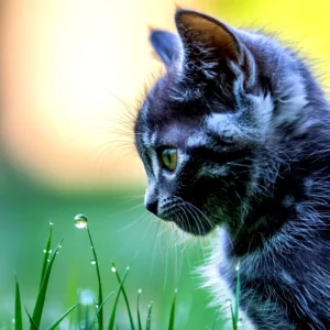 A grey tabby kitten gazing at water droplets on blades of grass