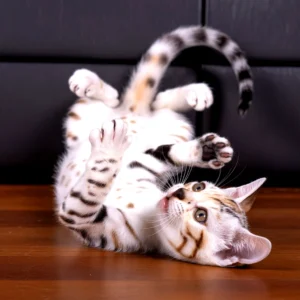 A playful bengal kitten rolling on its back on a wooden floor