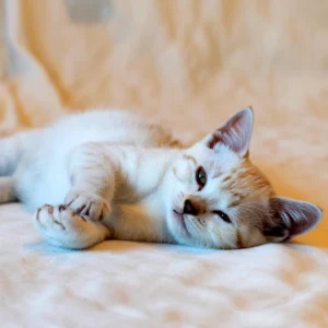 A relaxed, light-colored kitten, possibly a burmilla, resting on a blanket