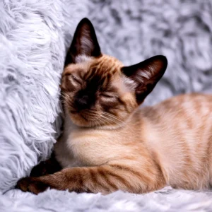 A sleeping siamese cat on a fluffy, gray blanket, eyes closed