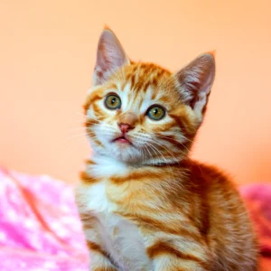 Close-up of a curious orange tabby kitten with green eyes, looking up