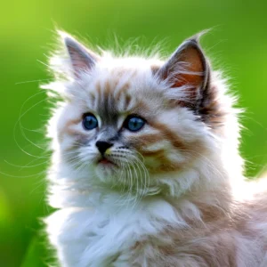 Close-up of a fluffy ragdoll kitten with bright blue eyes against green