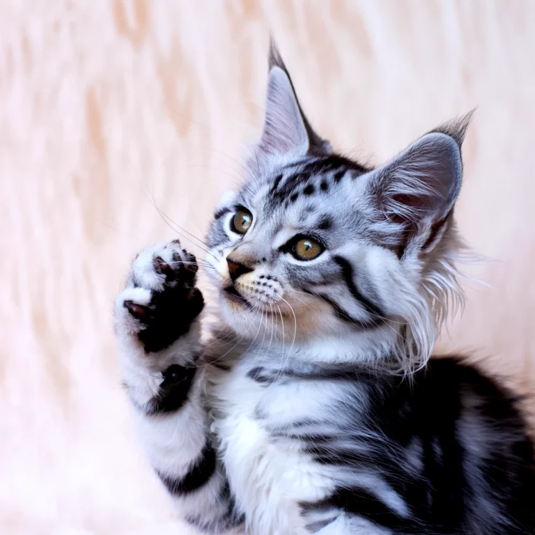 Silver maine coon kitten raising a paw, looking up with curious eyes