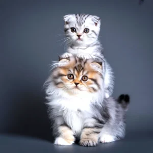 Two adorable kittens, one scottish fold, stacked on top of a fluffy persian cat